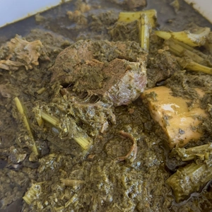 خورشت کرفس